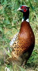 Pheasant