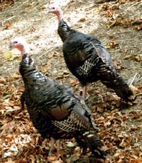Turkeys